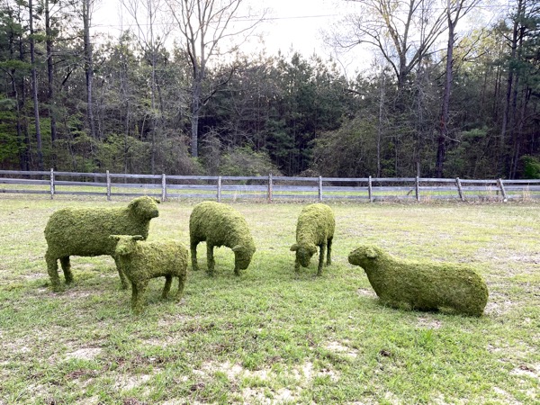 Topiary Sheeps